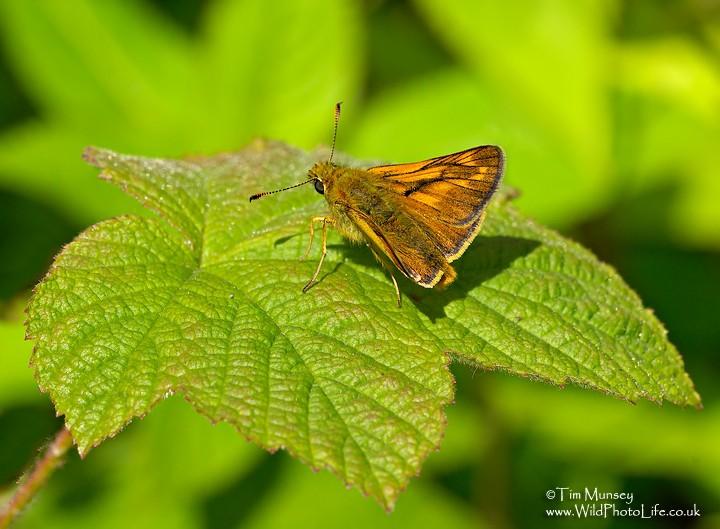 Large Skipper 240607.jpg